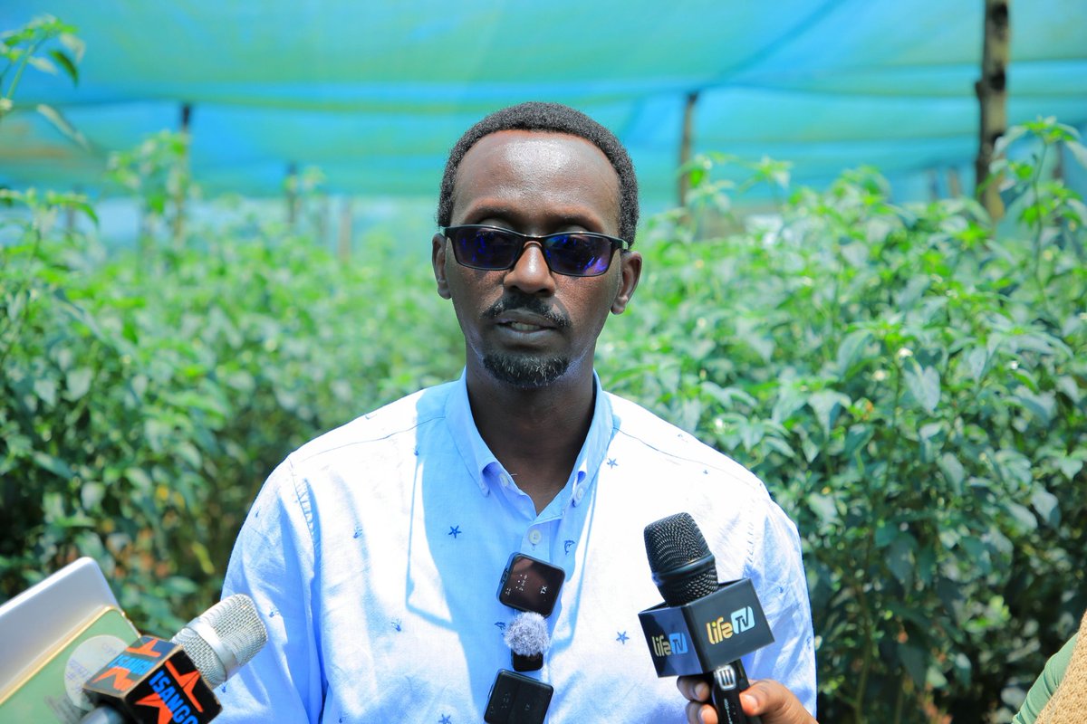 hasingizwi92681's tweet image. The #VIBE program is driving a significant transformation in Rwanda’s agricultural export sector by bridging the gap between local production and high-end international markets. A prime example of this shift is visible at Virunga in Rwamagana where the strategic integration of