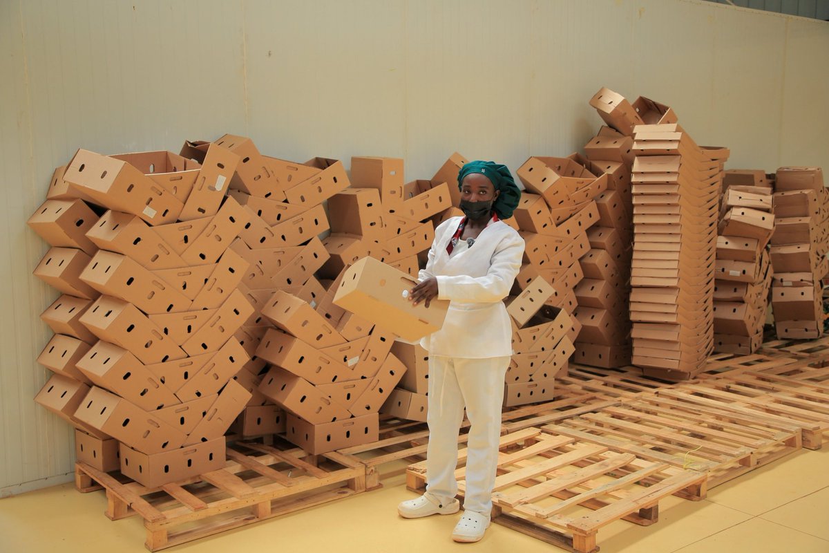 hasingizwi92681's tweet image. The #VIBE program is driving a significant transformation in Rwanda’s agricultural export sector by bridging the gap between local production and high-end international markets. A prime example of this shift is visible at Virunga in Rwamagana where the strategic integration of