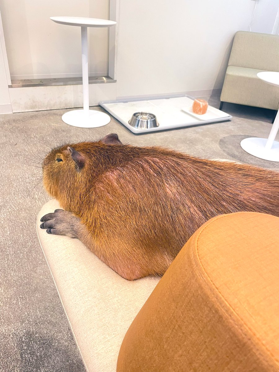 cafe capyba（カピバラカフェ capybara cafe in Tokyo） tweet media