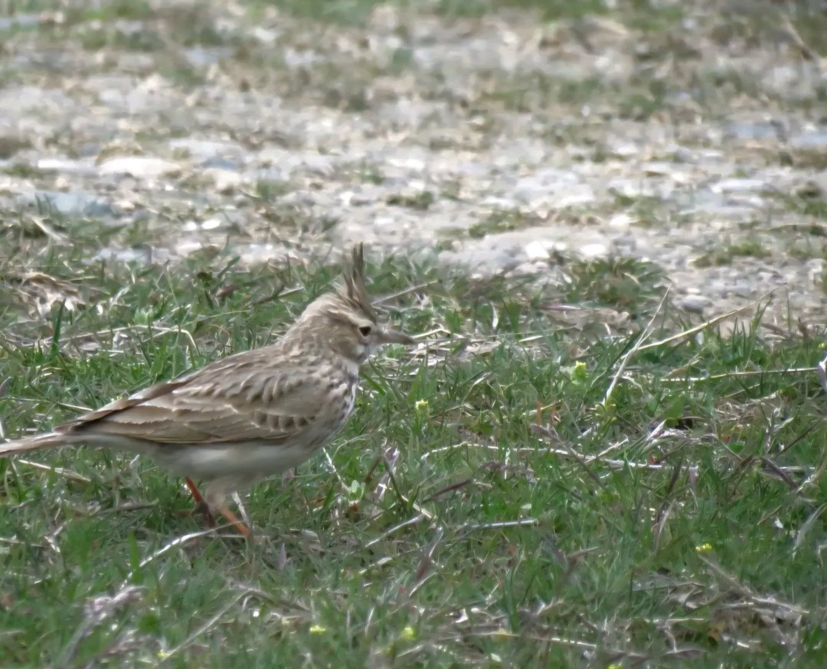 Mayko Ks. 🌞📸🇬🇪🇺🇦🇪🇺 tweet media