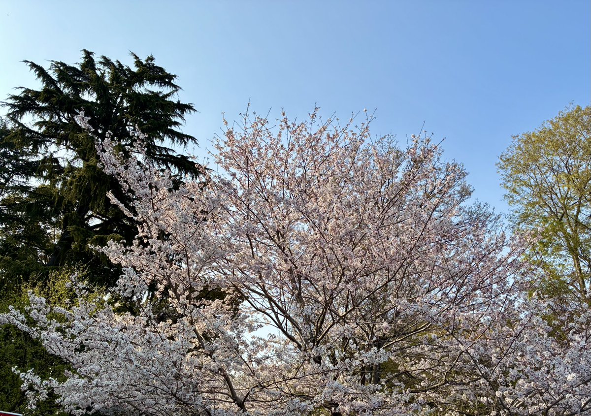 ブチャ tweet media