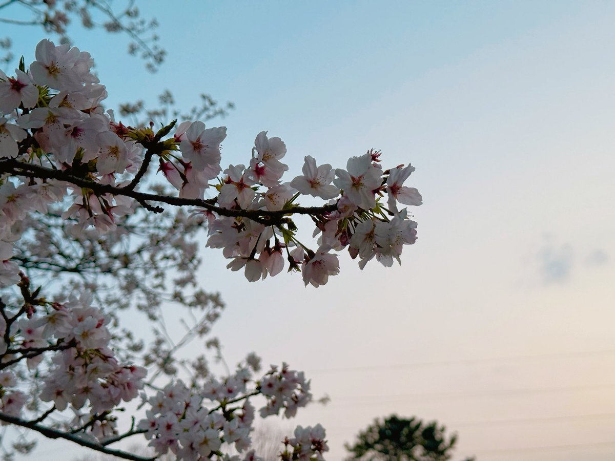 おちゃまる🍵 tweet media