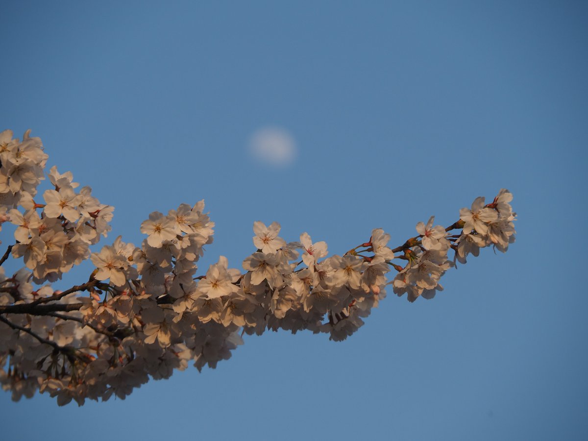 にごー tweet media