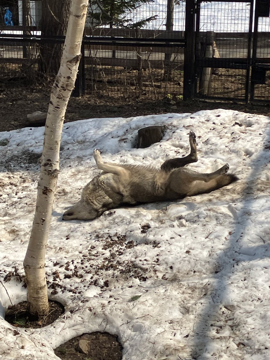 龍二🐺 tweet media