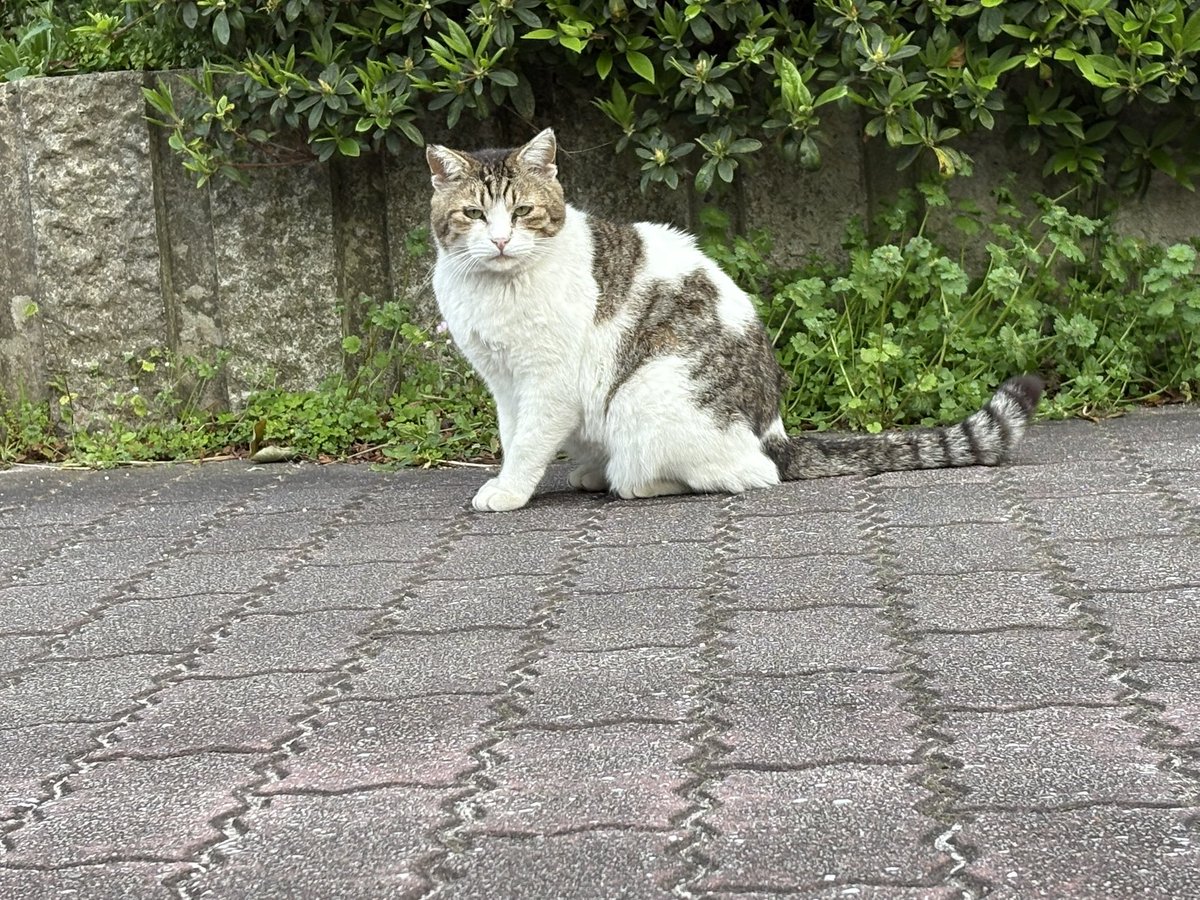 紫苑 𝙉𝙚𝙭𝙩 ︎ ⇝4/5 福アコ tweet media