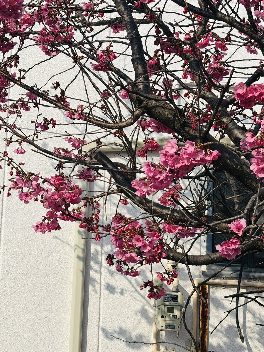 00878Apple's tweet image. ちゃぼさん 🦸‍♀️
Rock大好きリスナーの皆さん🦸‍♂️🦸

こんばんは✨

東京です🌸が綺麗ですよ

 #rock_north