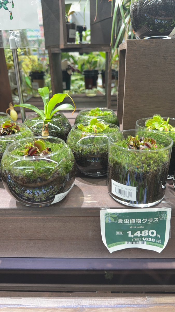 HEBU©︎ tweet media