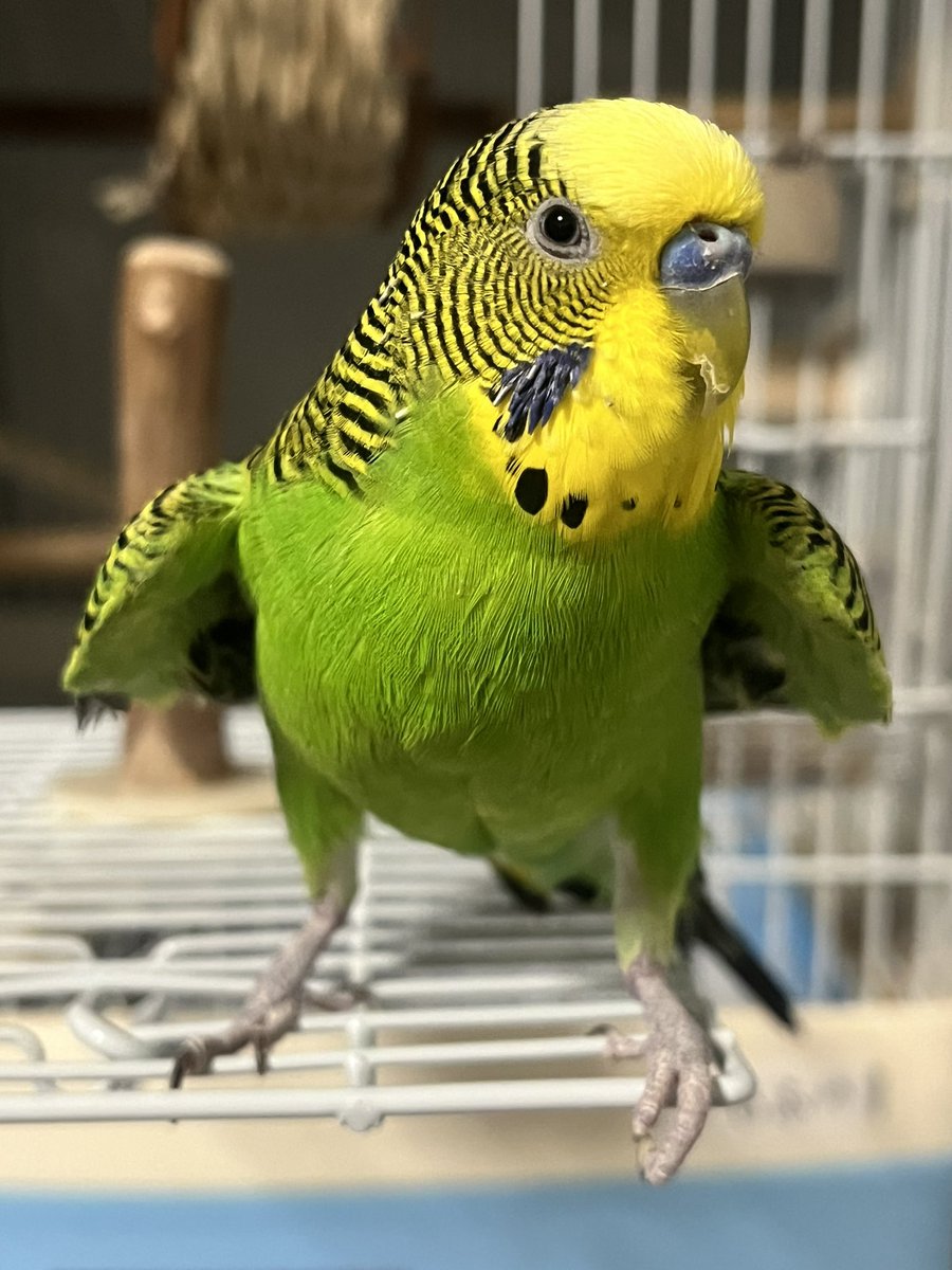 🍮ぷりん🍮 tweet media