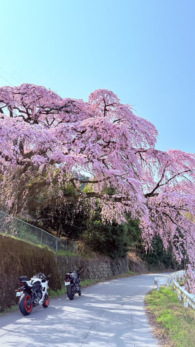 HamuHamu tweet media