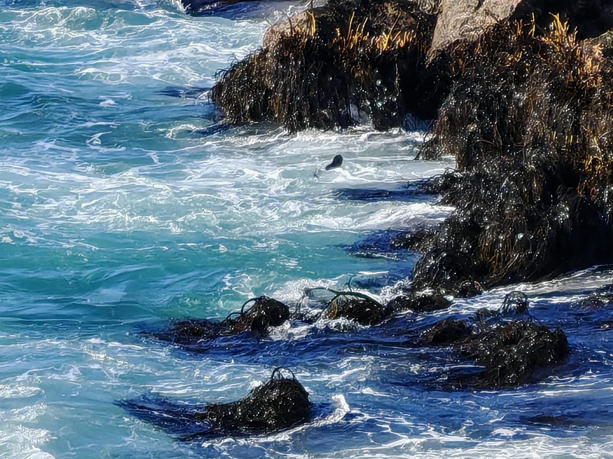 José Luis Brito M. tweet media