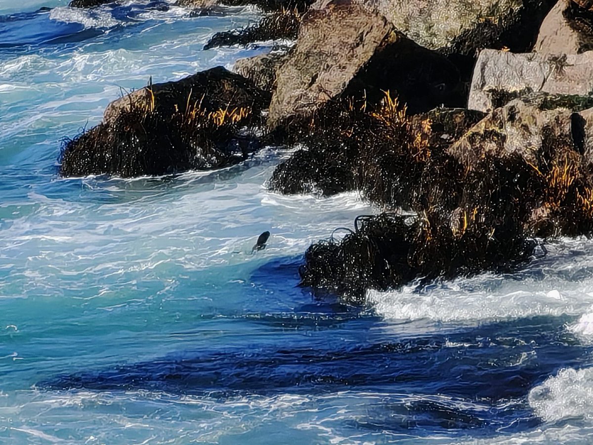 José Luis Brito M. tweet media