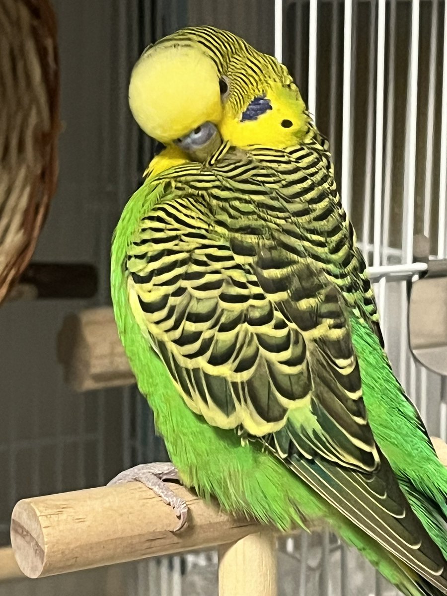 🍮ぷりん🍮 tweet media