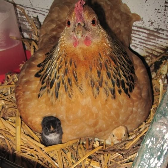 𝒯wilight S tweet media