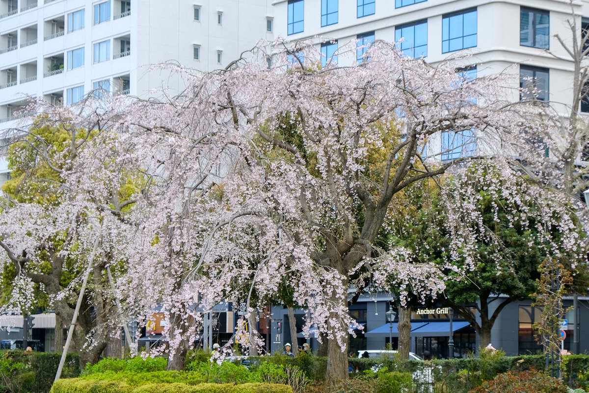 ラッコ tweet media