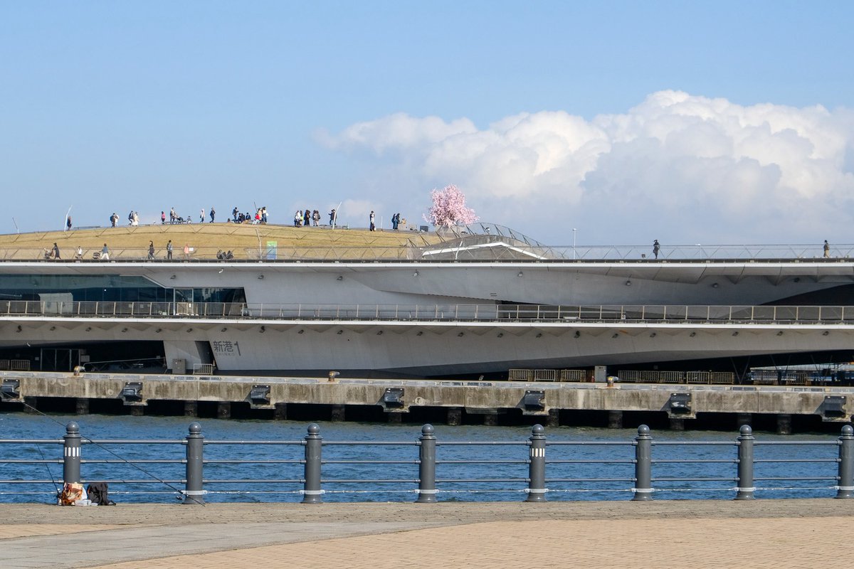 ラッコ tweet media