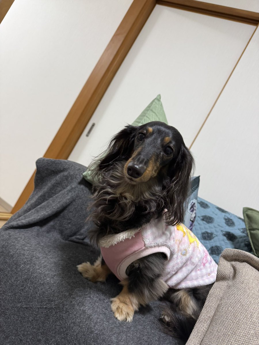 TarboKuro's tweet photo. 黒田家に新しい家族が増えました🐶 https://t.co/nlCXTXpKHO