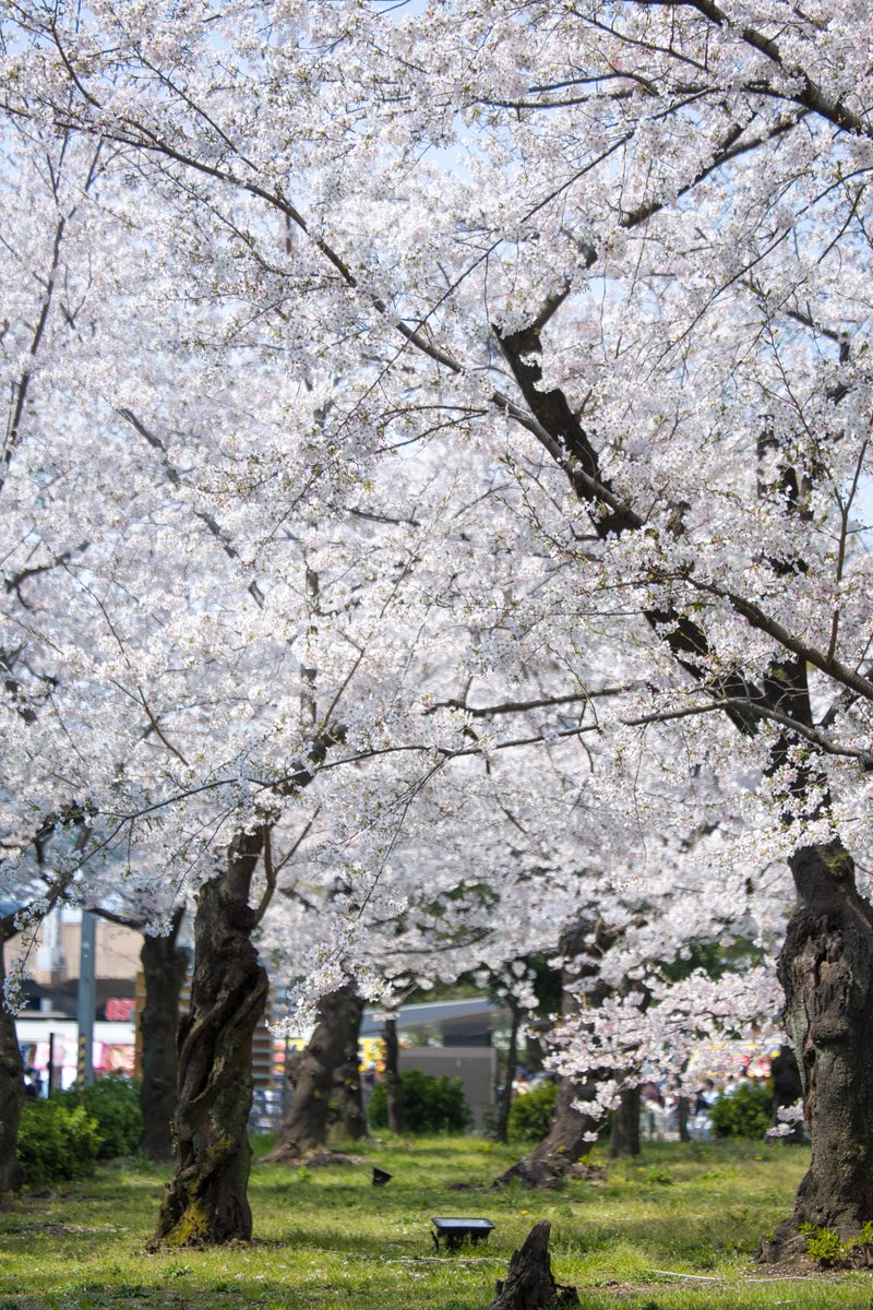 てふてふ tweet media