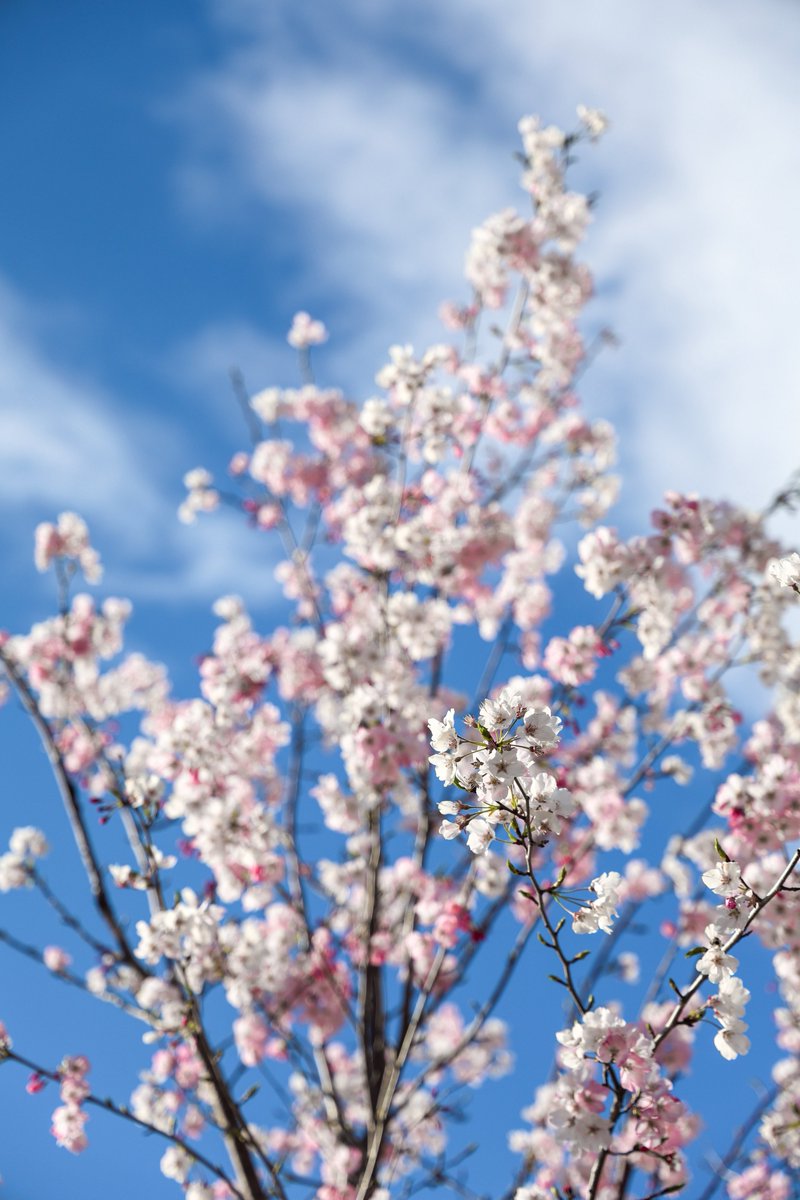 てふてふ tweet media