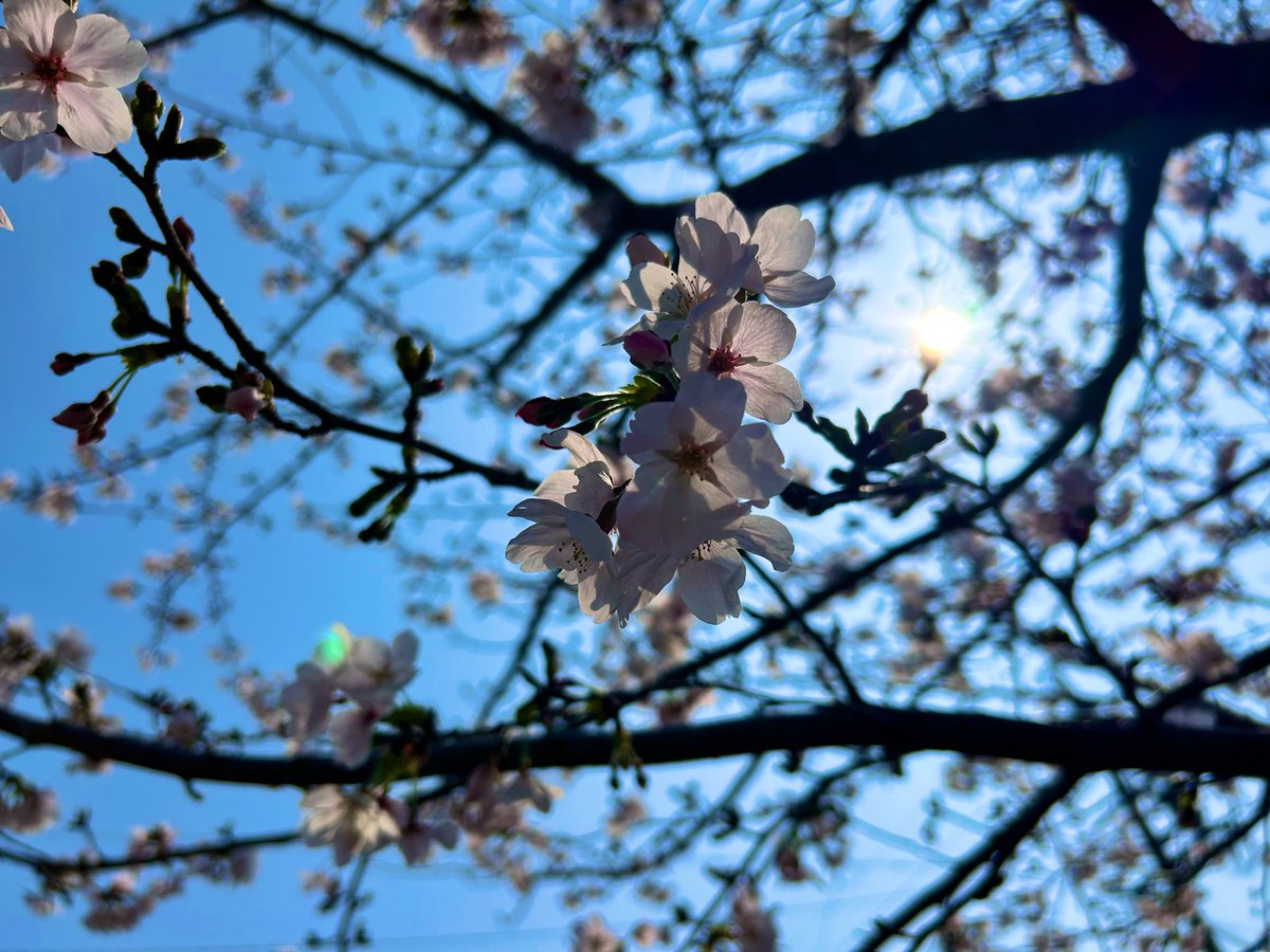 かみしたともや tweet media