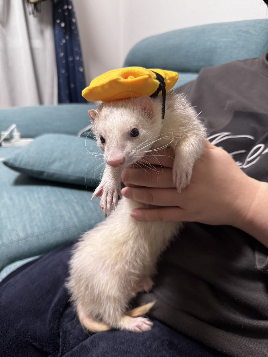 銀之丞 tweet media