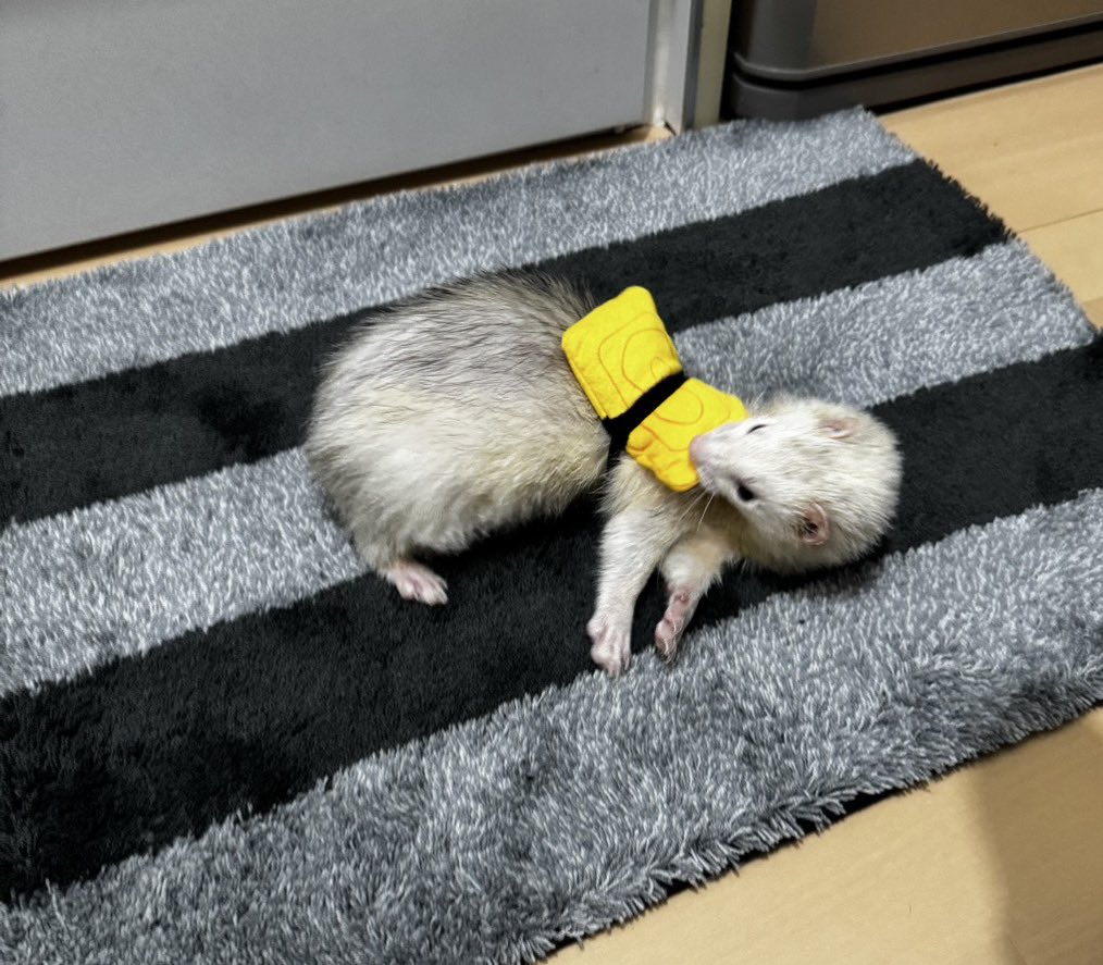 銀之丞 tweet media