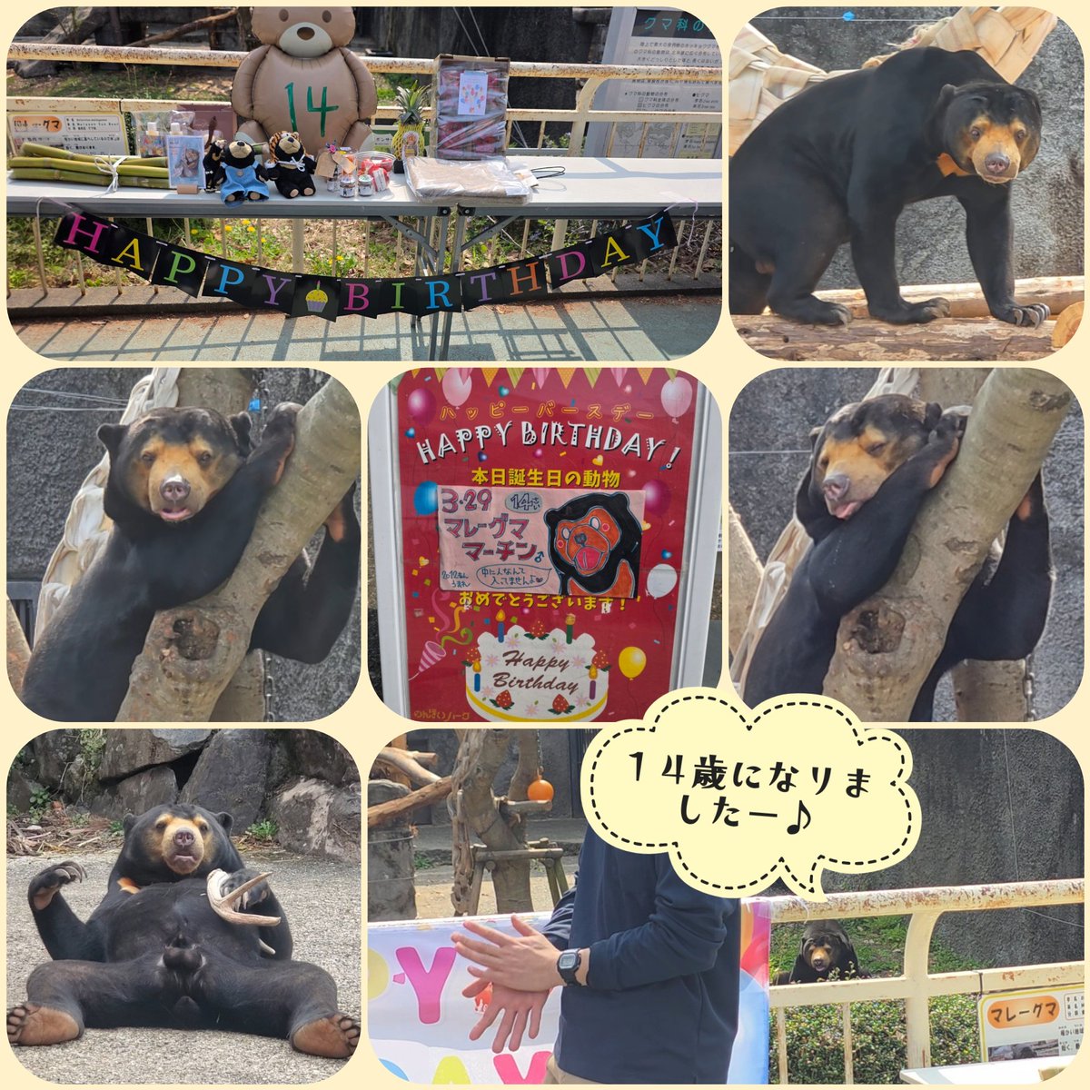 マーチンくん本日は14歳のお誕生日おめでとうございます🎵*｡Happy Birthday｡*ﾟ✲(♡˙︶˙♡)ﾉいつまでも元気で楽しいマーチンでいてね☆  #マレーグマ #マーチン