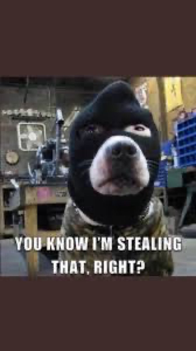 Proud American 🇺🇸🇮🇪 tweet media