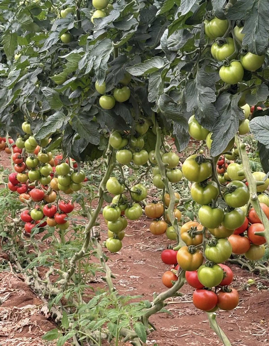 kinhthe_kt's tweet image. Pruning for Bigger Tomatoes 🍅✂️
One of the key benefits of pruning is larger fruit size. 

#TomatoTips #Pruning #HomeGarden #GrowYourOwn #GardenLife #FarmLife #HealthyPlants