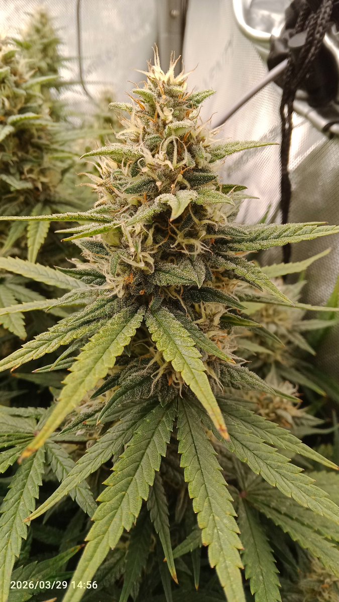 MacCheech tweet media