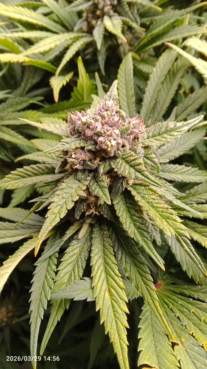 MacCheech tweet media