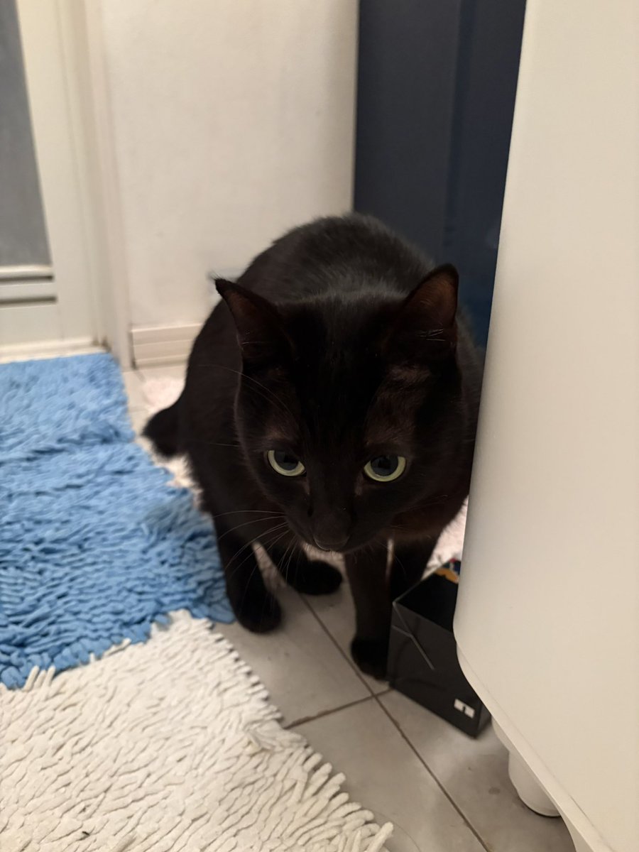 あずき🐾 tweet media