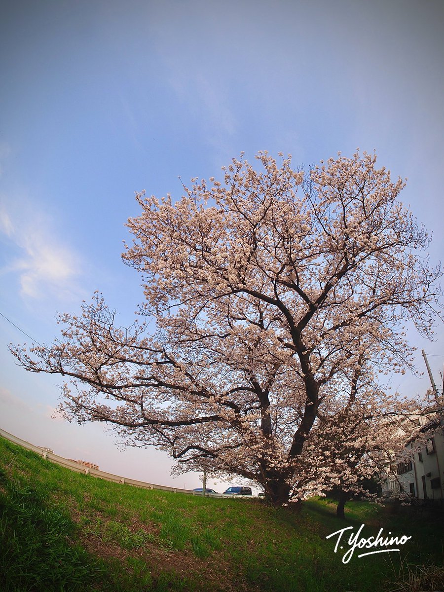 88n's tweet photo. 多摩川の向こう側、矢野口側で撮影
もう満開でした♪
#omd #em1mk2 #Samyan #広角レンズ #cマウントレンズ https://t.co/f4nzV6C1Fp