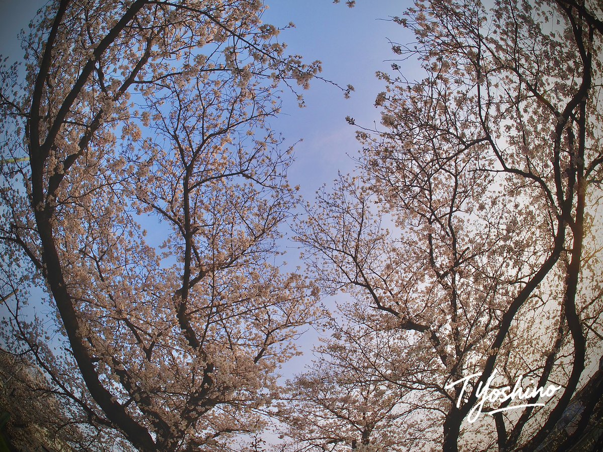 88n's tweet photo. 多摩川の向こう側、矢野口側で撮影
もう満開でした♪
#omd #em1mk2 #Samyan #広角レンズ #cマウントレンズ https://t.co/f4nzV6C1Fp