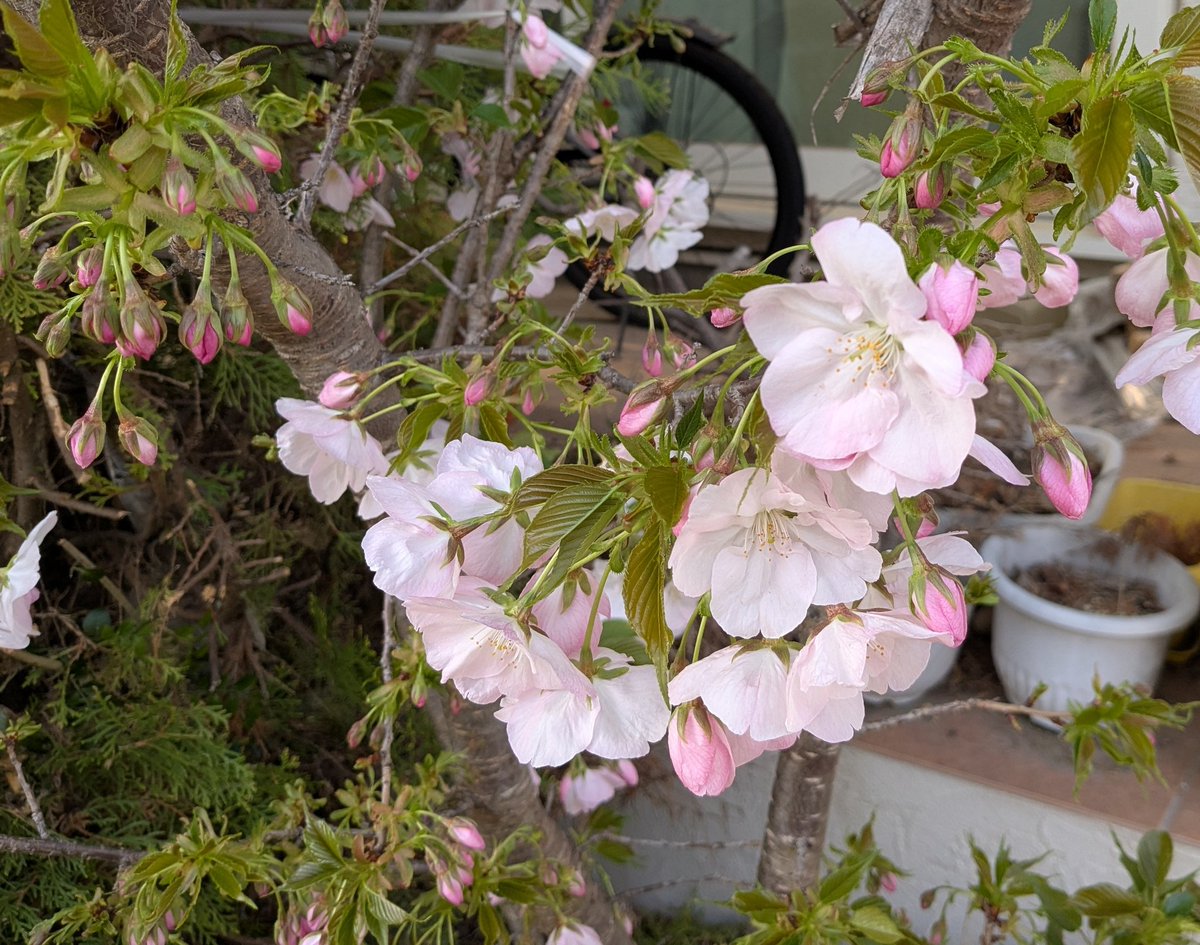 なりたろ。(ΦωΦ)ねこはいいぞ！ tweet media