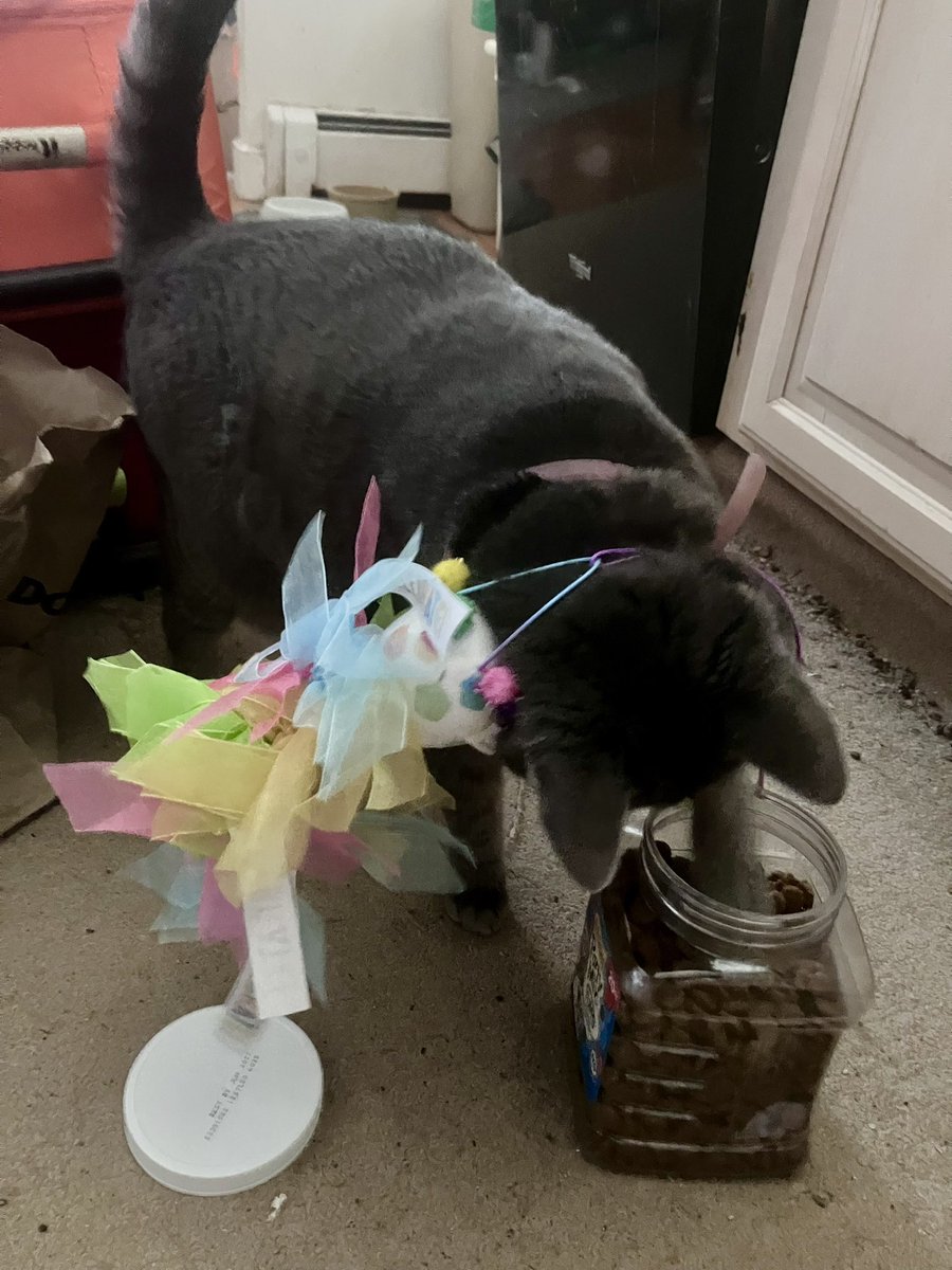 RoryTheCat tweet media