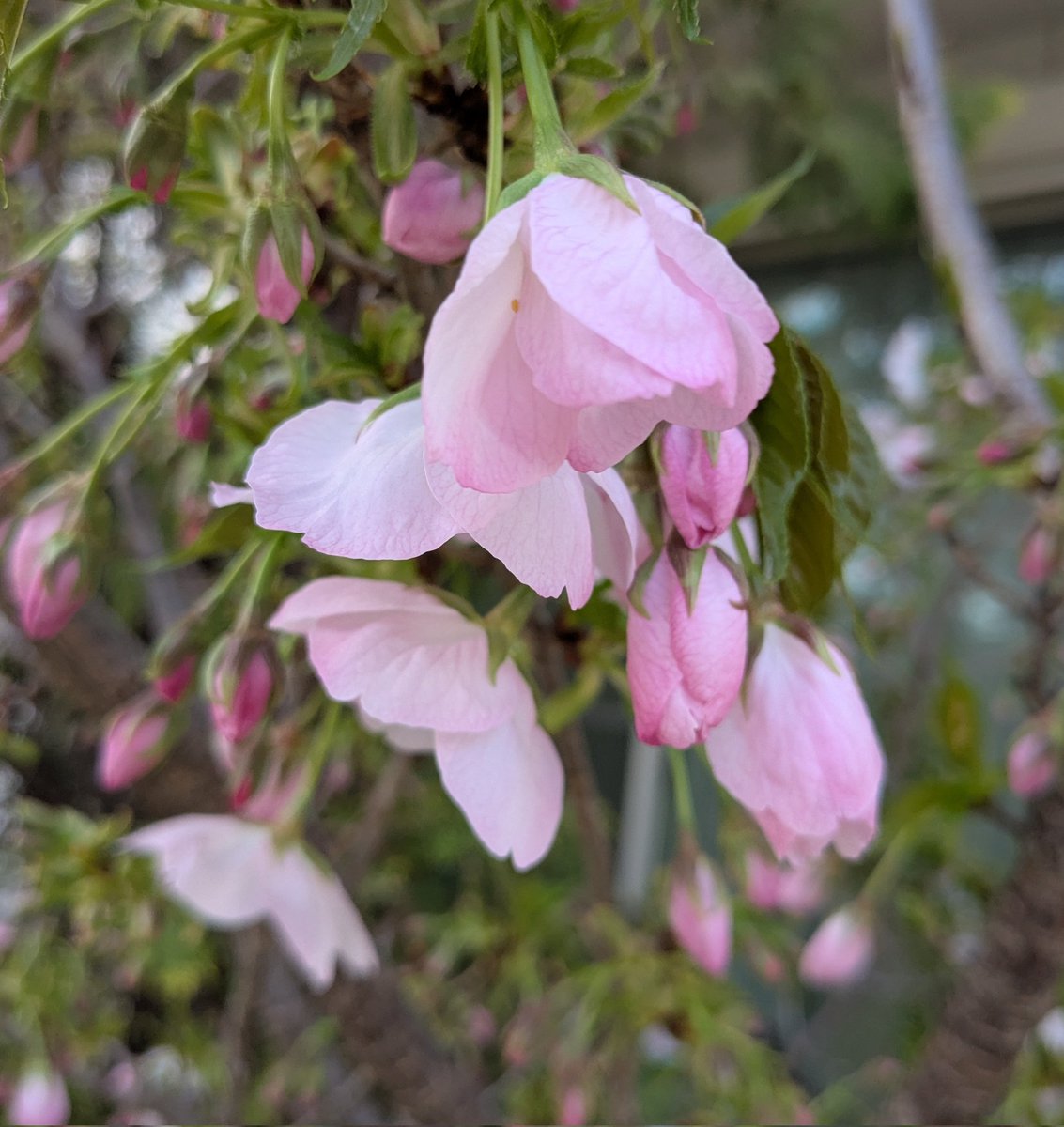 なりたろ。(ΦωΦ)ねこはいいぞ！ tweet media