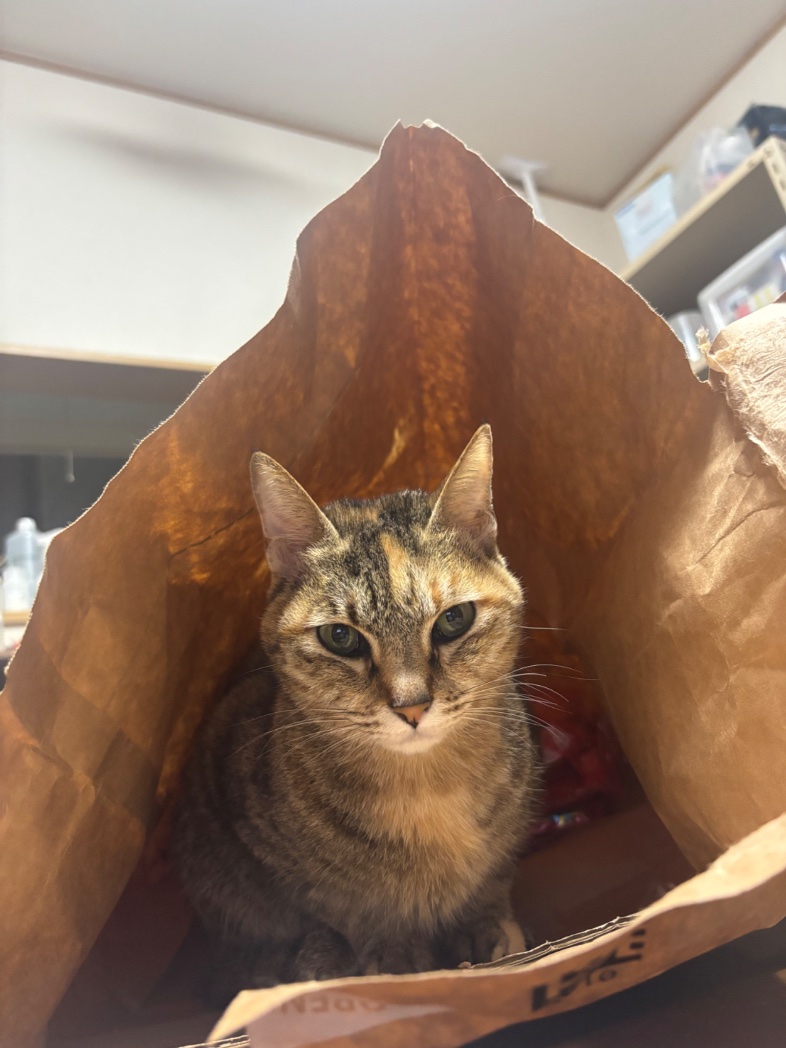 🌏星のソムリエ®︎松野 tweet media