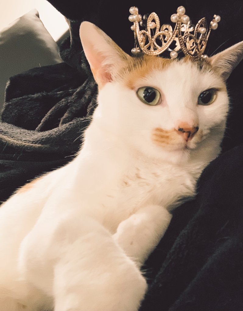 shiro@焼肉たべさせて下さい。 tweet media