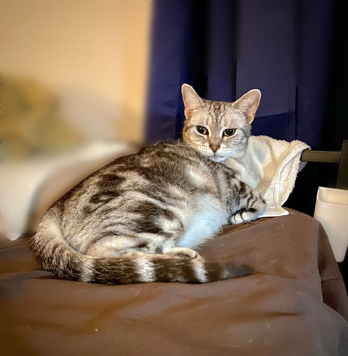 Remo(りも)@趣味と猫 tweet media