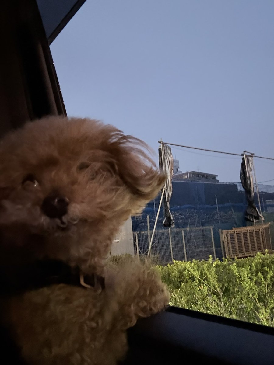 にゃんちぅ tweet media