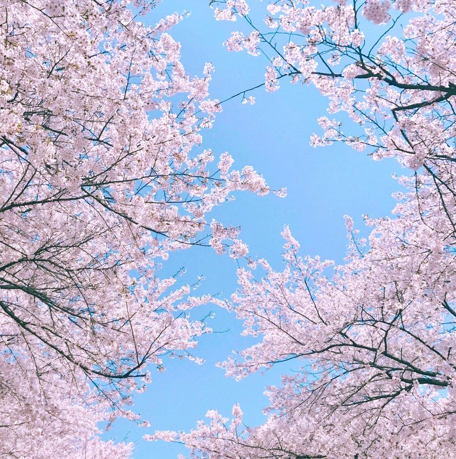 Jelly0__0Fish__'s tweet photo. * https://t.co/wv4YLO2Bdq