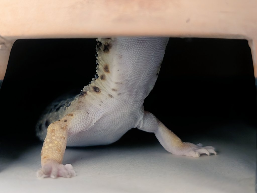 皎月院空狐 tweet media