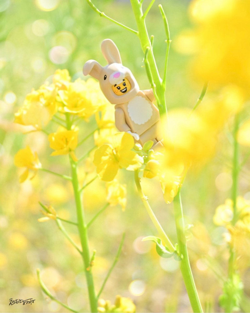 ackanen2nd's tweet photo. Hello Spring🐰🌼

#acka_P #オモ写 #LEGO #toyphotography https://t.co/pjwp8rLs3K