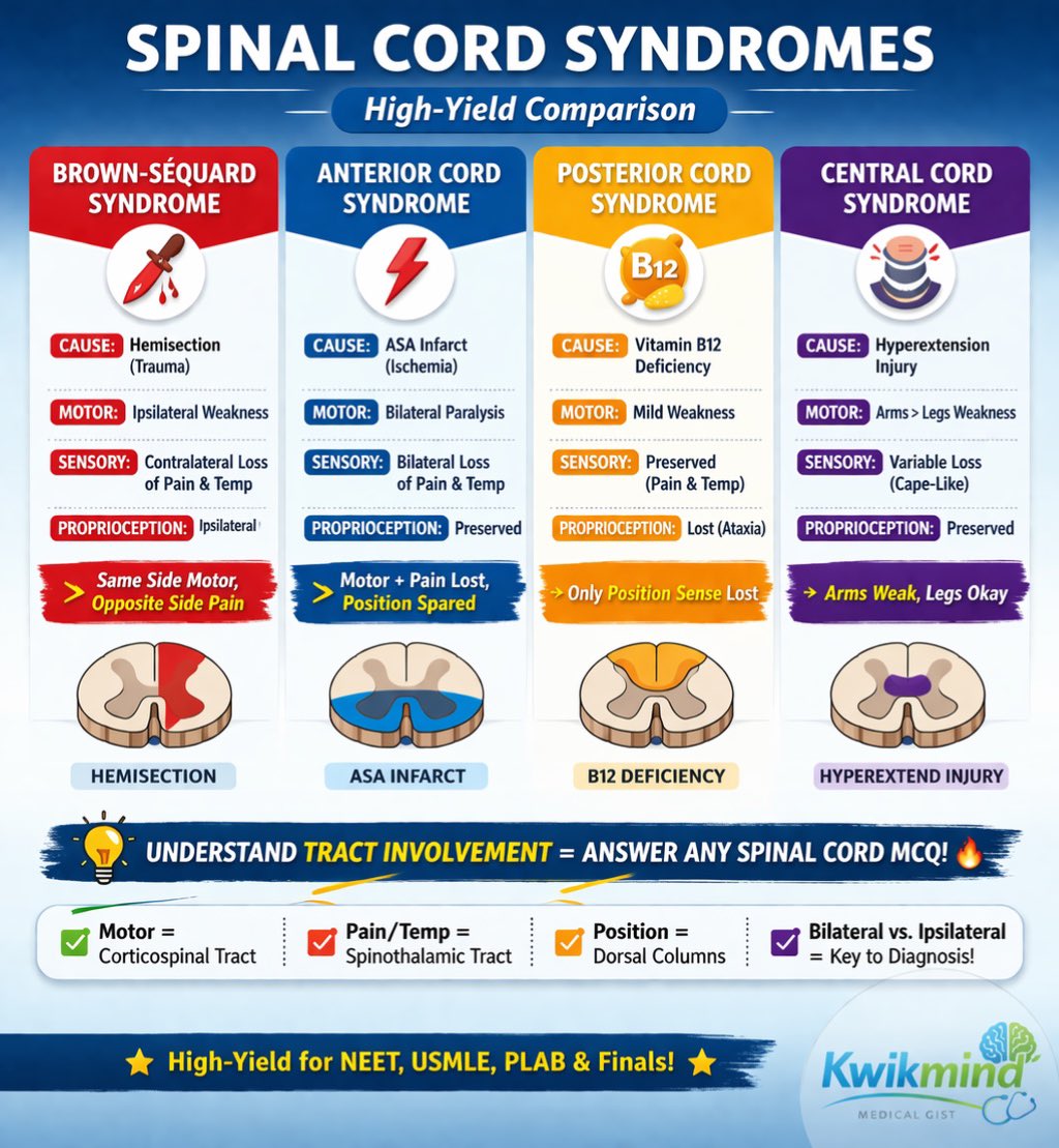KwikMind_OODee's tweet photo. 🧠 Spinal cord syndromes!

Everything now simplified 👇
🔥 Same side motor, opposite pain
🔥 Motor gone, position spared
🔥 Arms weak, legs okay

Understand the tracts = pass your exam sharp sharp 💯

#Kwikmind #MedicalGist #MedSchool #medtwitter #NeuroMadeEasy https://t.co/waOA3LSdAU