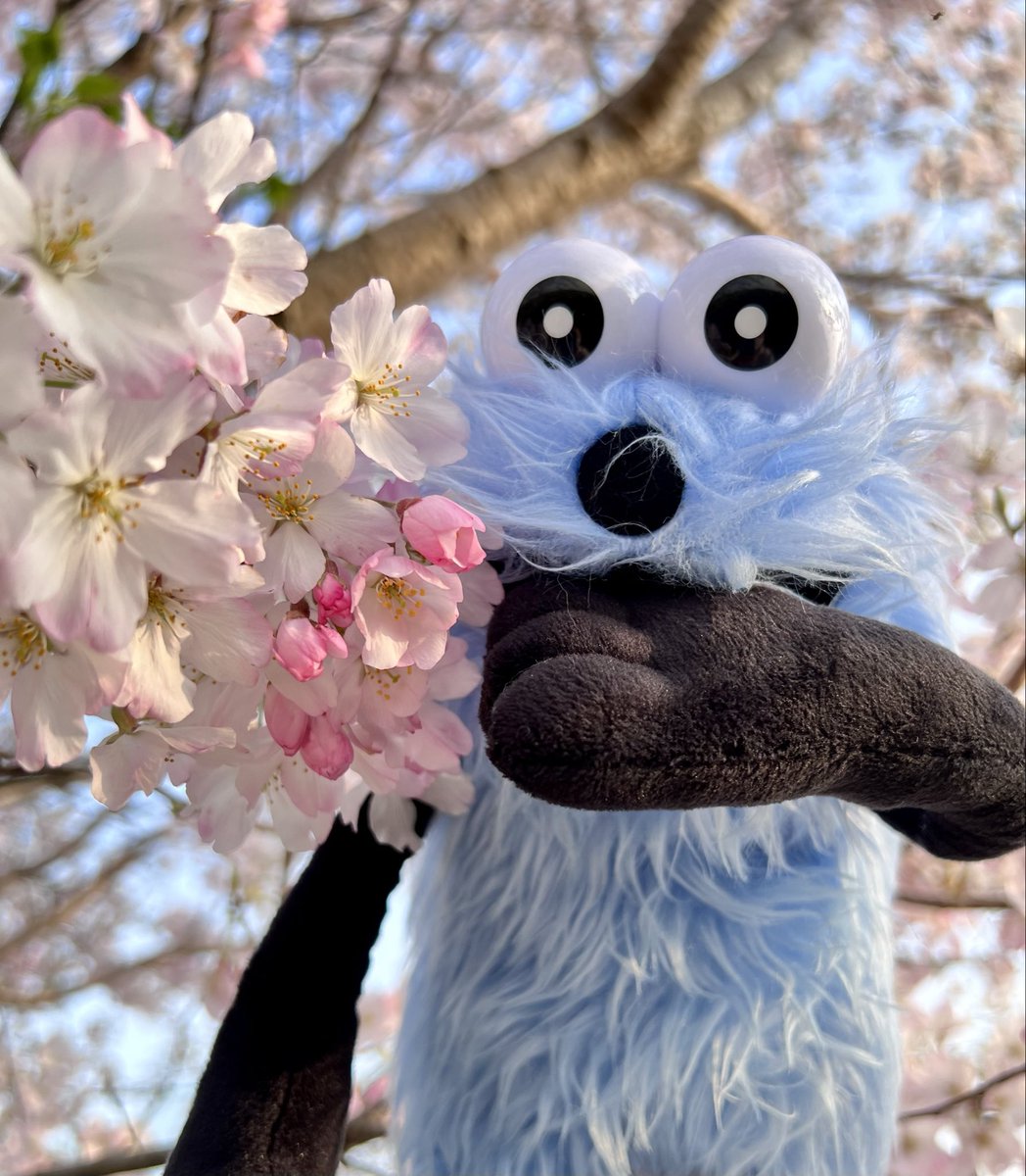 タビすけ。 tweet media