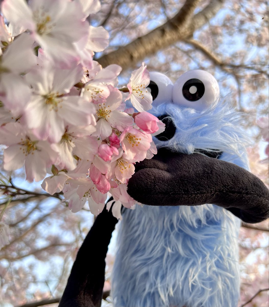 タビすけ。 tweet media