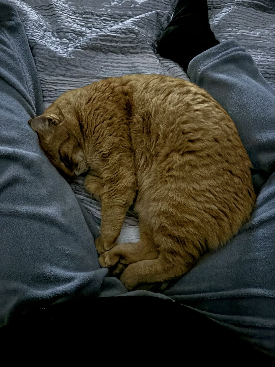 maionese tweet media