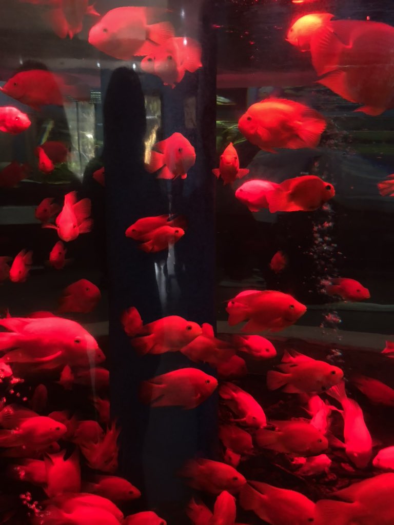 亚寒带金鱼 tweet media