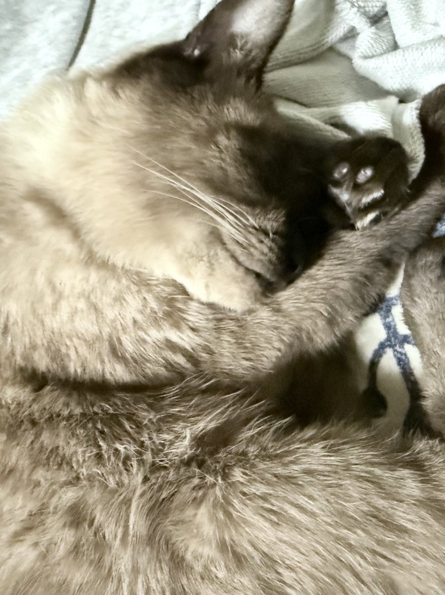 달 ﾁｬﾝ🌙 tweet media