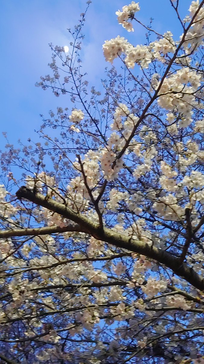 江田　麻裕子 tweet media